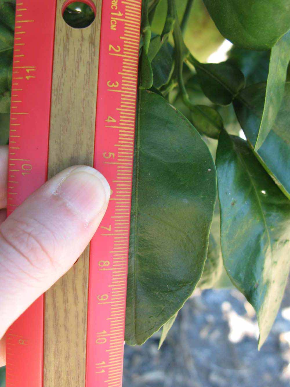              Unifoliolate leaf (Large Pink, Winter Haven,   FL)   